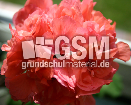 Geranie-rosa.jpg